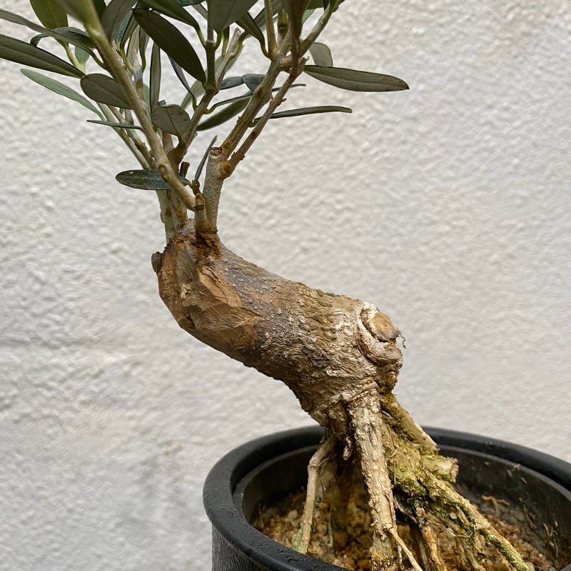 古いオリーブ盆栽 オリーブ盆栽「BON」 | greencoast plants