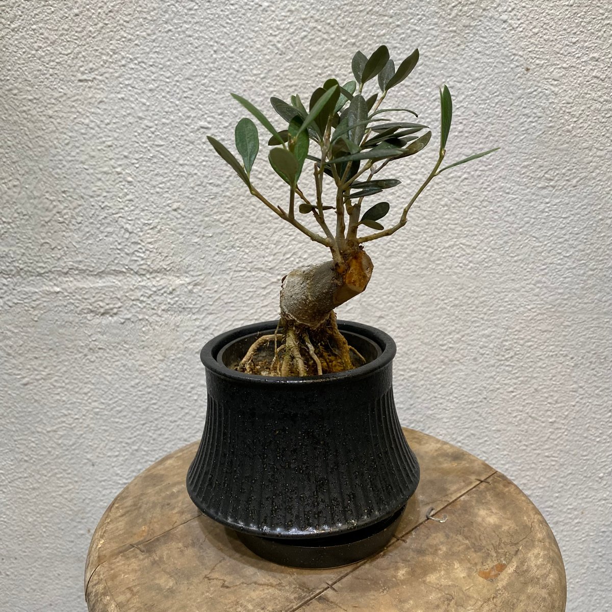 オリーブ盆栽「BON」 | greencoast plants