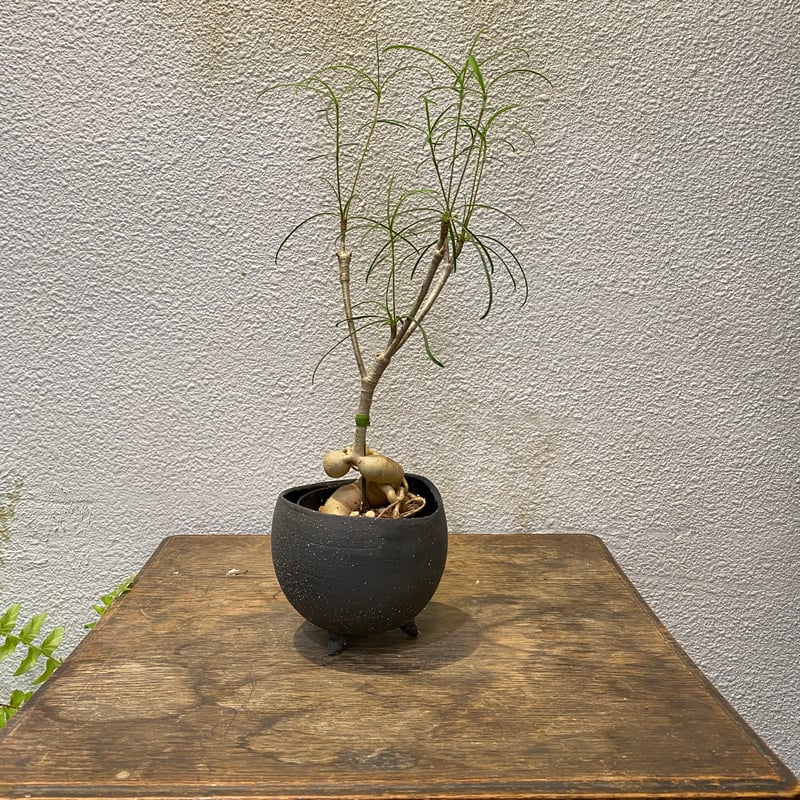 ユーフォルビア・ヘディオトイデス | greencoast plants
