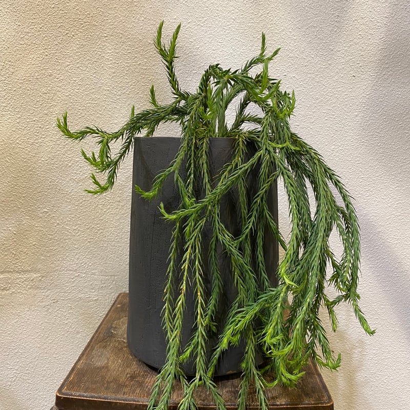 フペルジア・カリナータ | greencoast plants