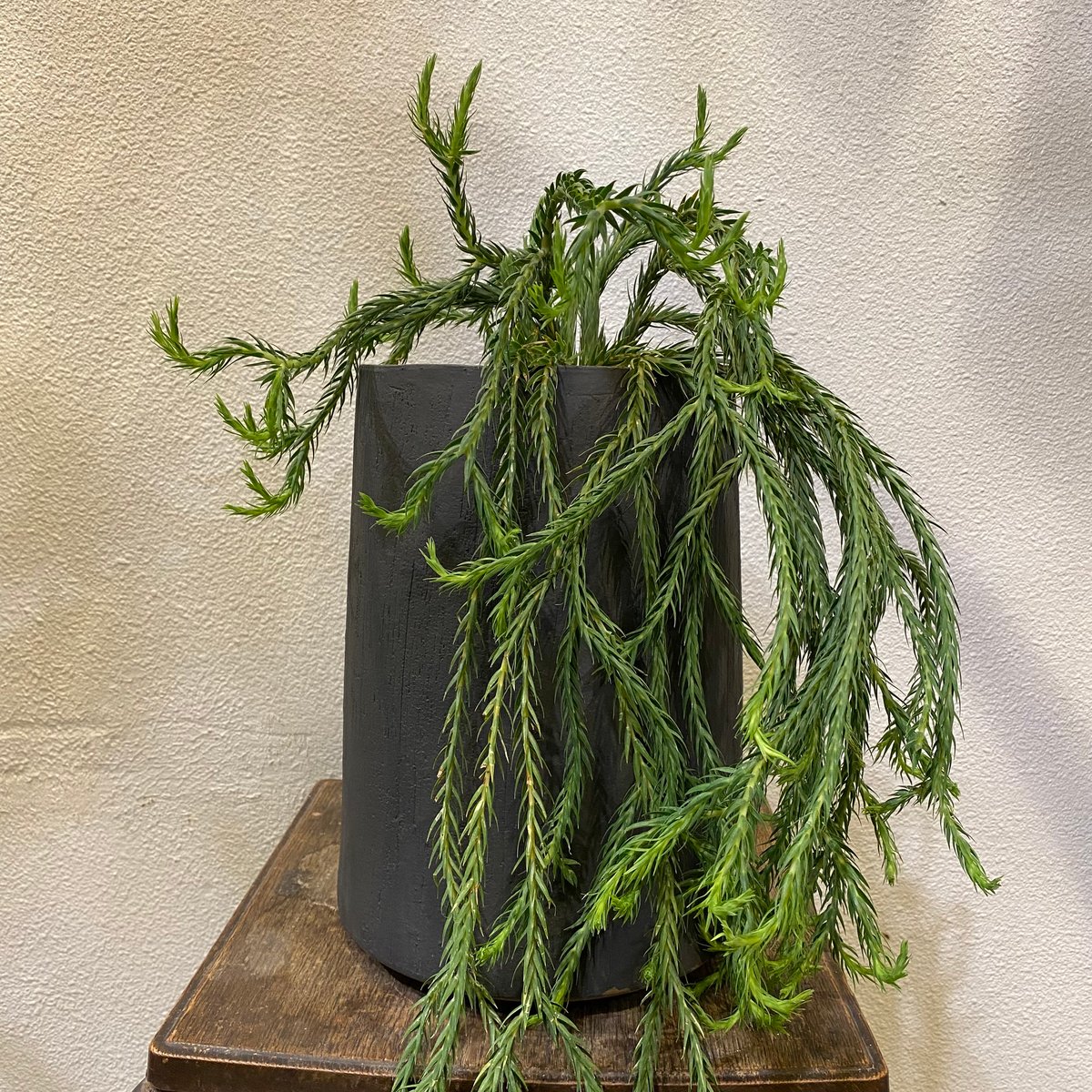 フペルジア・カリナータ | greencoast plants