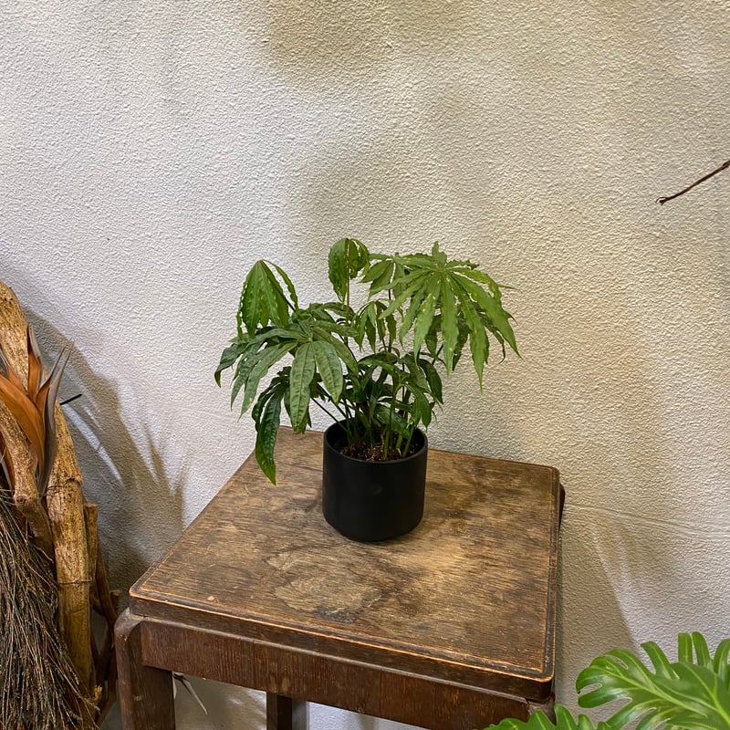 アンスリウム・ポリスキスツム・ツイード | greencoast plants