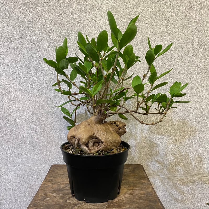 ヒドノフィツムフォルミカルム アリ植物(蟻の巣玉) ヒドノフィツム・フォルミカルム -蟻の巣玉- | greencoast plants