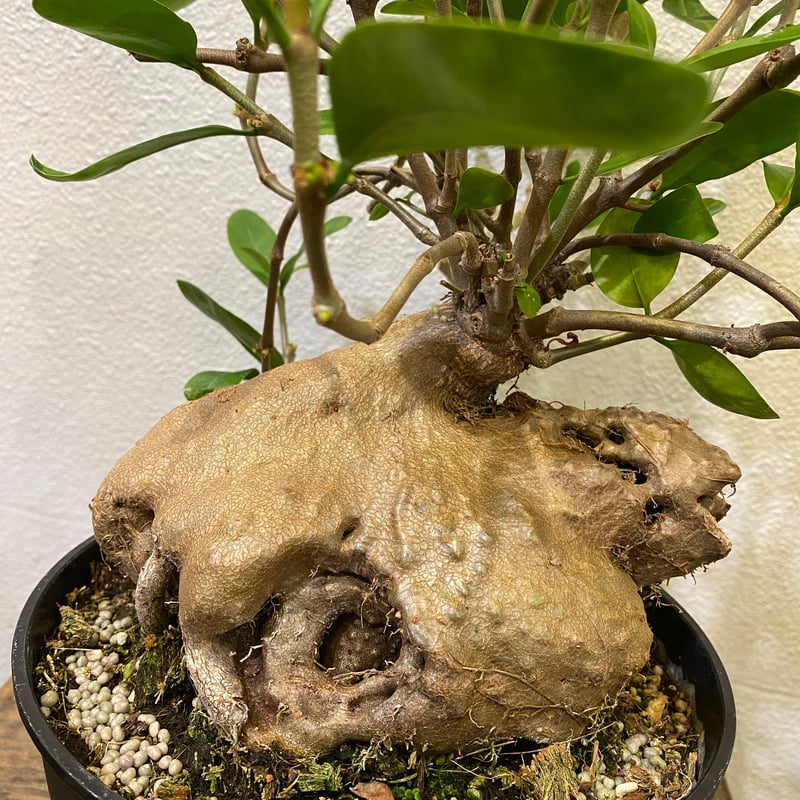 ヒドノフィツム・フォルミカルム -蟻の巣玉- | greencoast plants