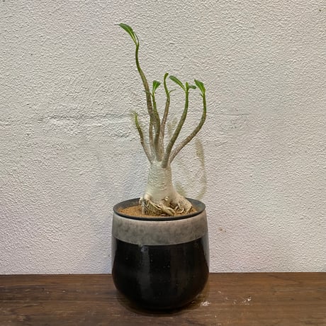 アデニウムアラビカム | STORES