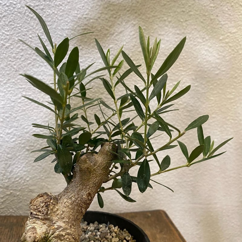 オリーブ盆栽「BON」③ | greencoast plants