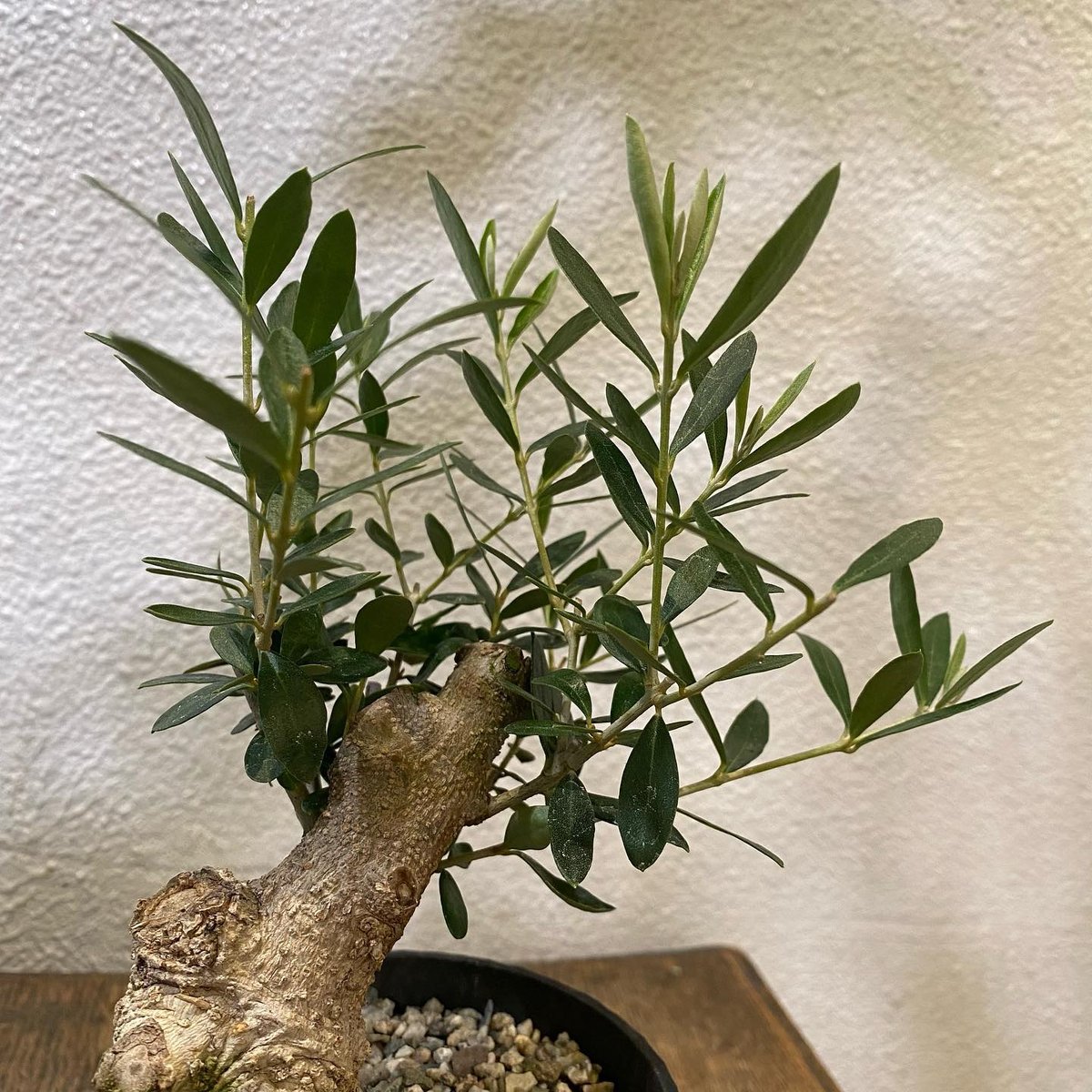 オリーブ盆栽「BON」③ | greencoast plants