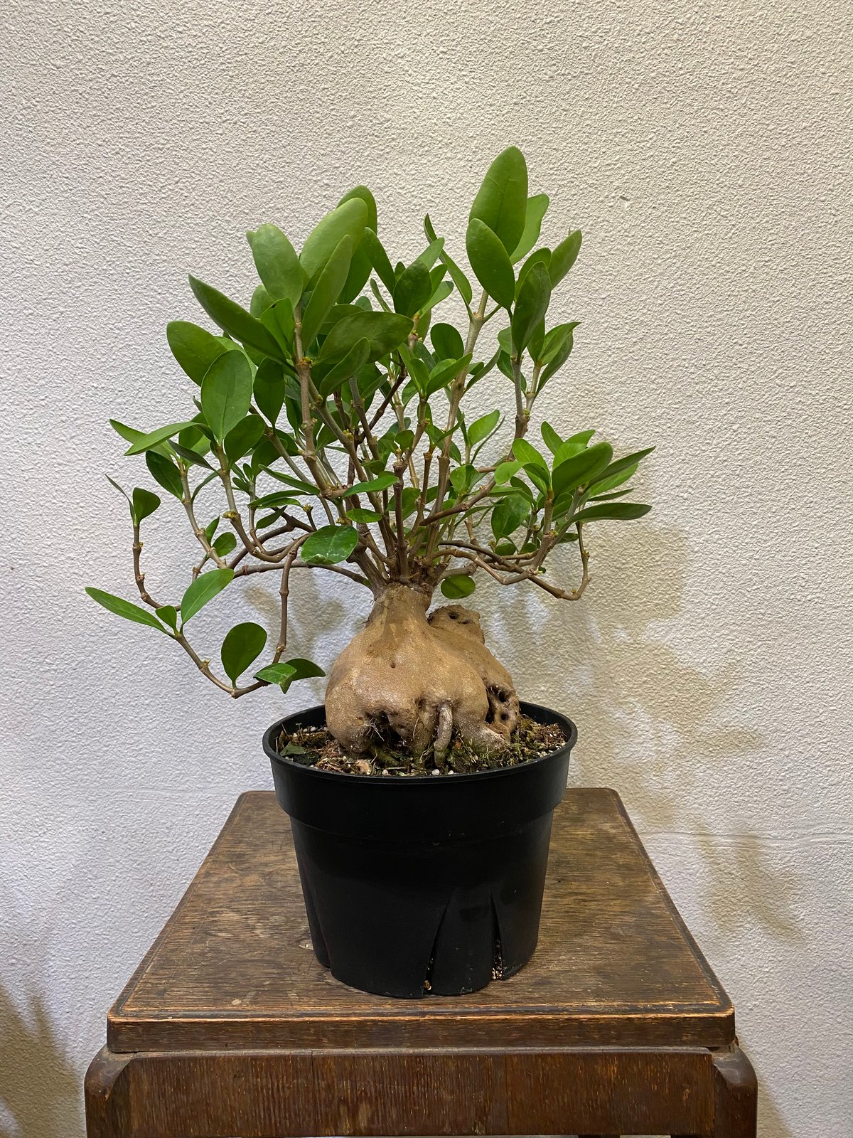 ヒドノフィツム・フォルミカルム -蟻の巣玉- | greencoast plants