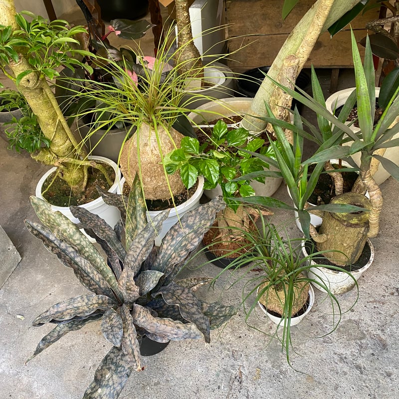 サンスベリア・キルキーブラウン | greencoast plants