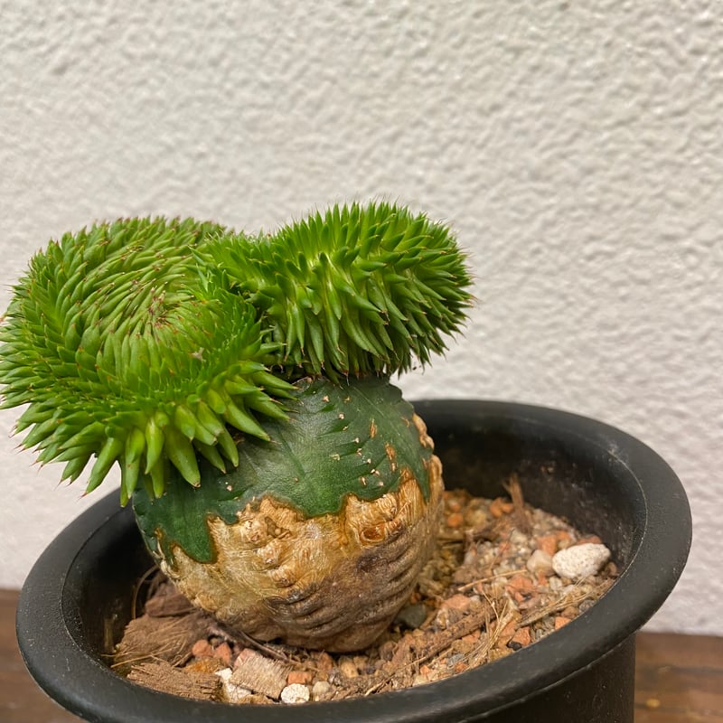 06 綴化・スザンナエ　鉢付 楽天 多気園芸 : 多肉植物 綴化 スザンナエ 楽天市場】ユーフォルビア サボテン