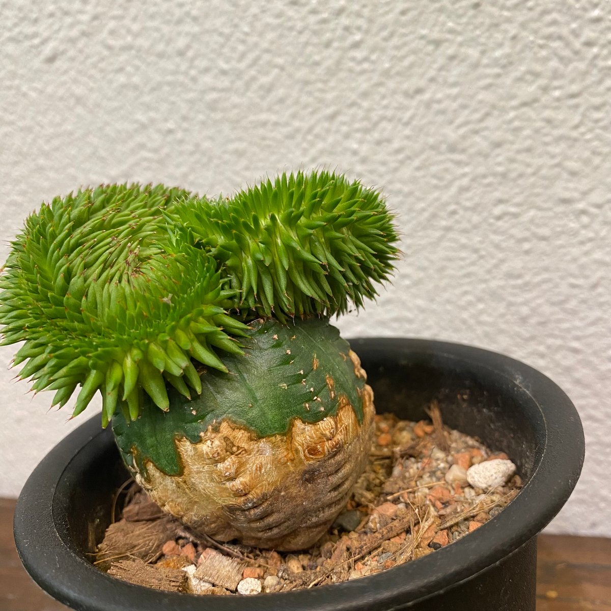 06 綴化・スザンナエ　鉢付 スザンナエ 綴化 接ぎ木 | greencoast plants