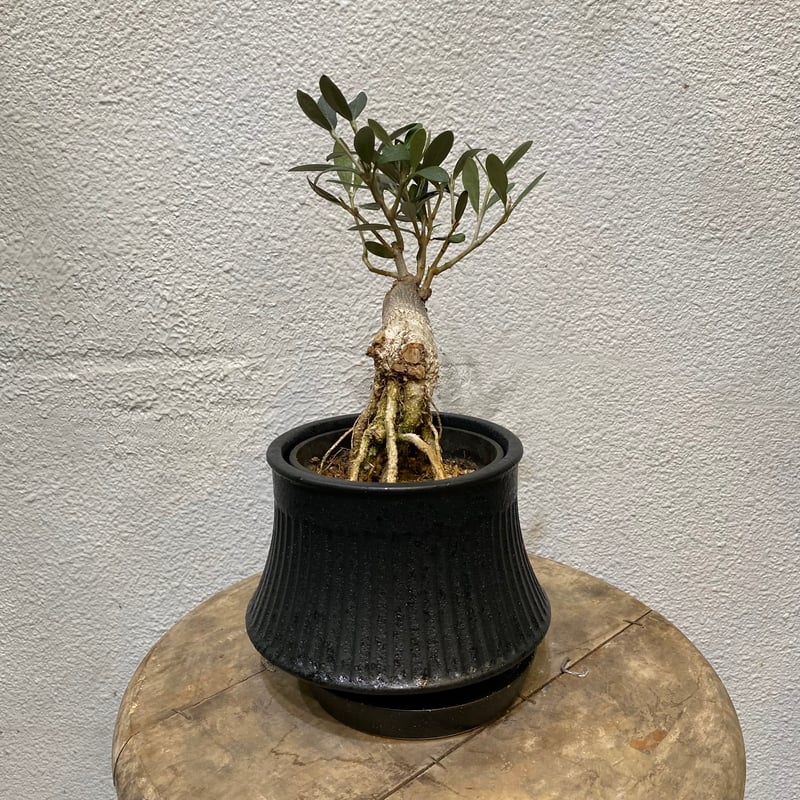 オリーブ盆栽「BON」 | greencoast plants