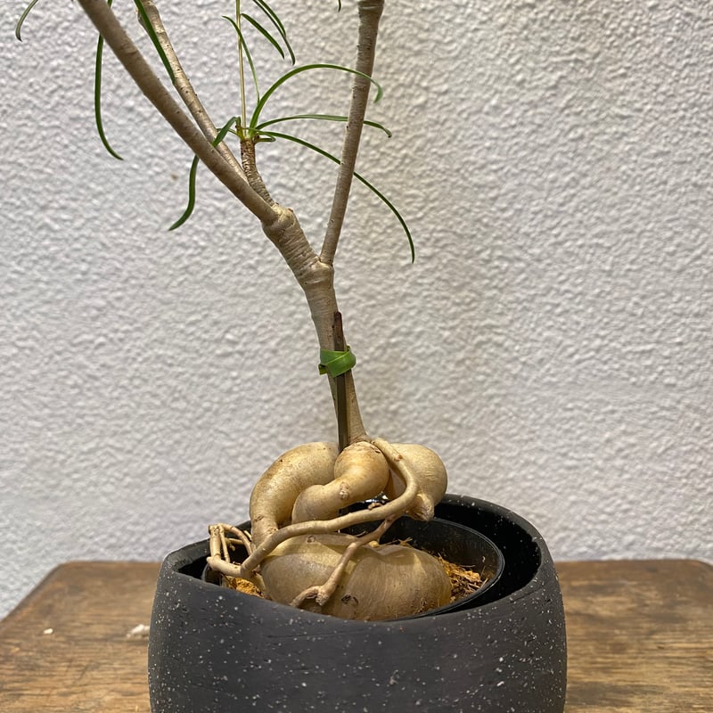 ユーフォルビア・ヘディオトイデス | greencoast plants