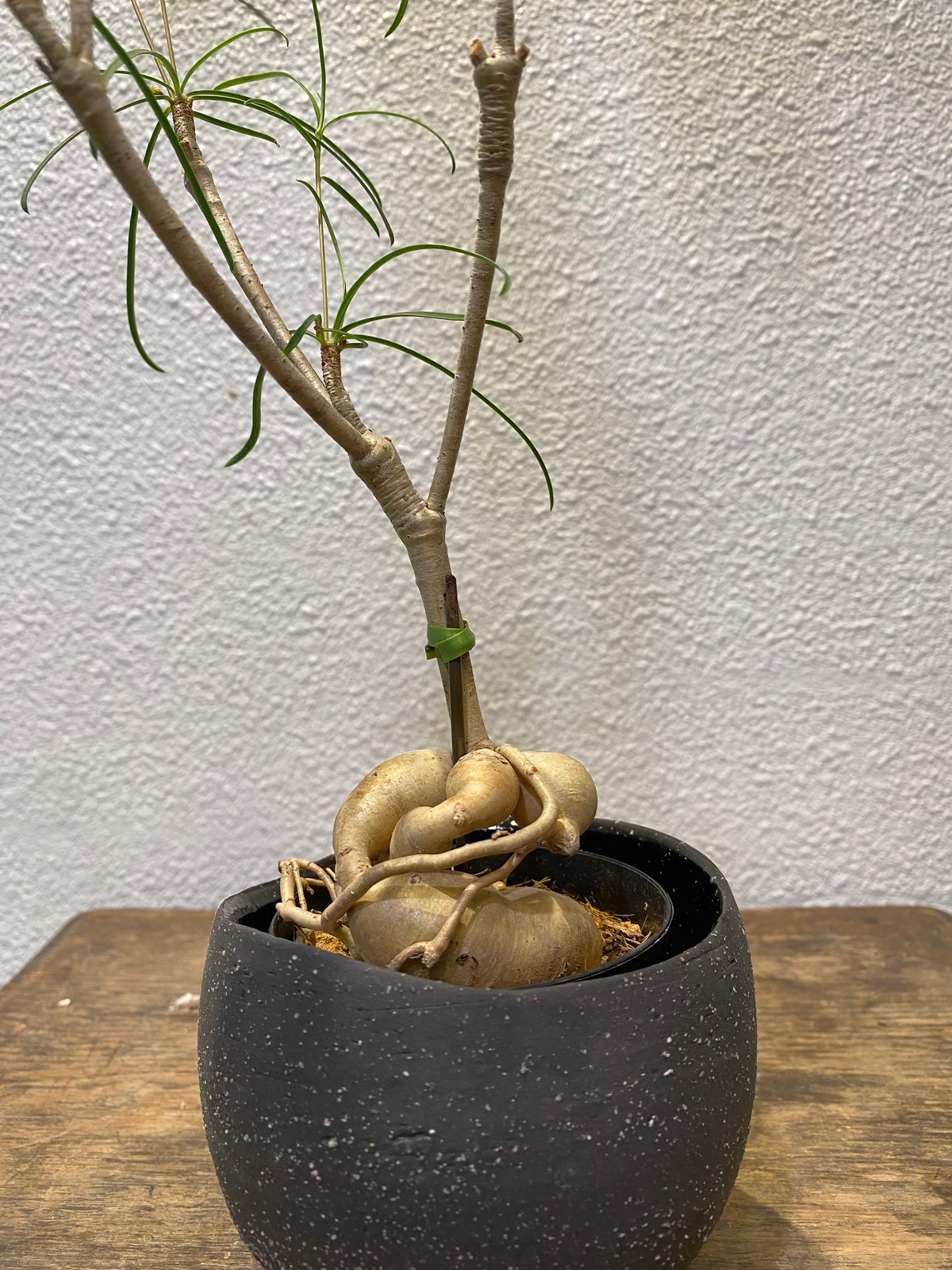 ユーフォルビアヘディオトイデス ユーフォルビア・ヘディオトイデス（Euphorbia hedyotoides）の