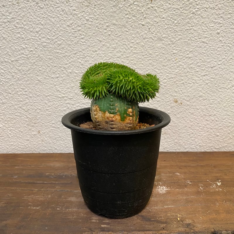ユーフォルビアスザンナエ　綴化 接木 スザンナエ 綴化 接ぎ木 | greencoast plants