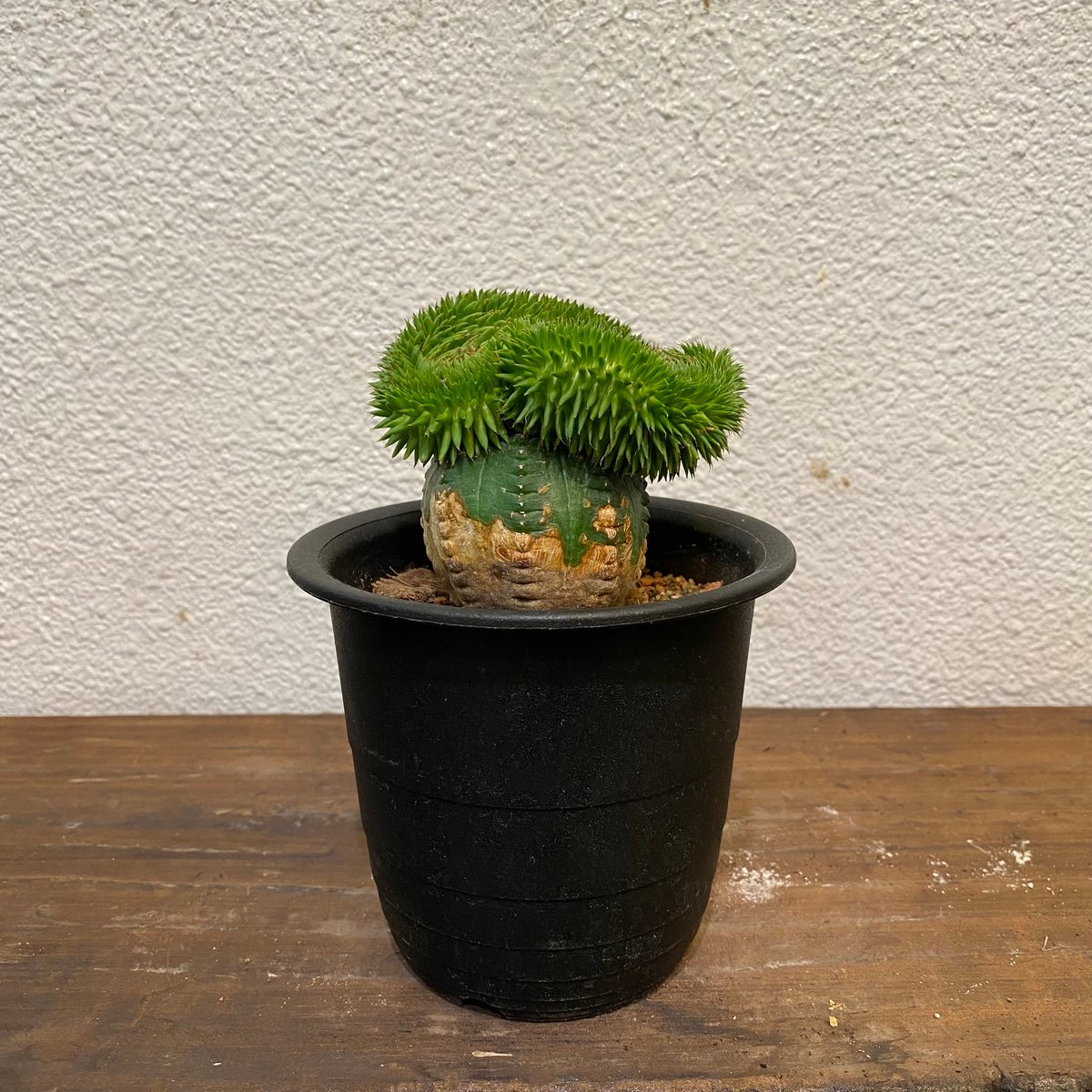 スザンナエ 綴化 接ぎ木 | greencoast plants