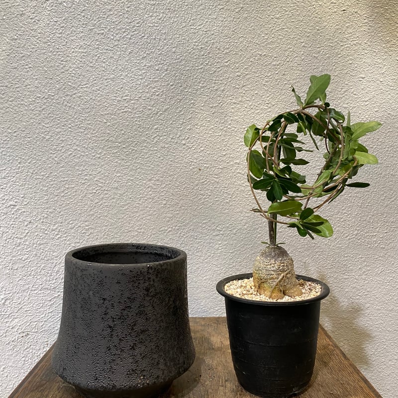 フォッケア・エデュリス | greencoast plants