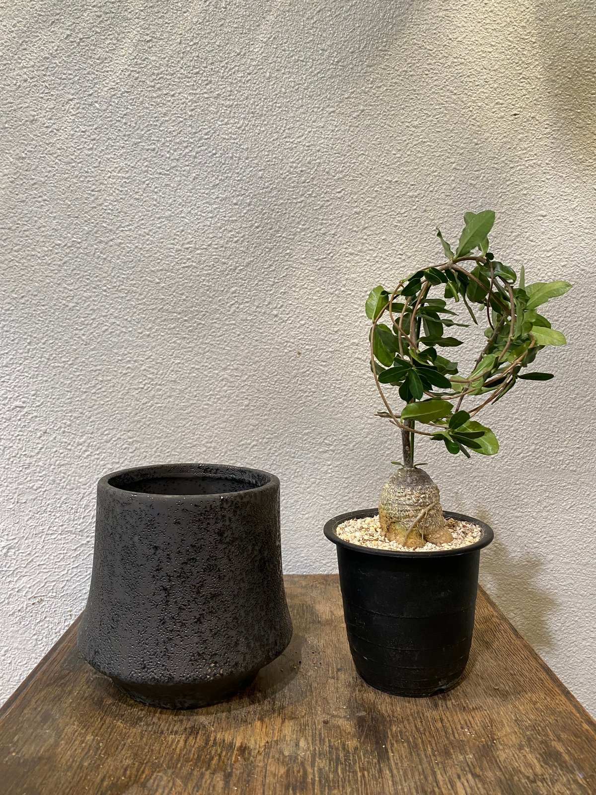 フォッケア・エデュリス | greencoast plants