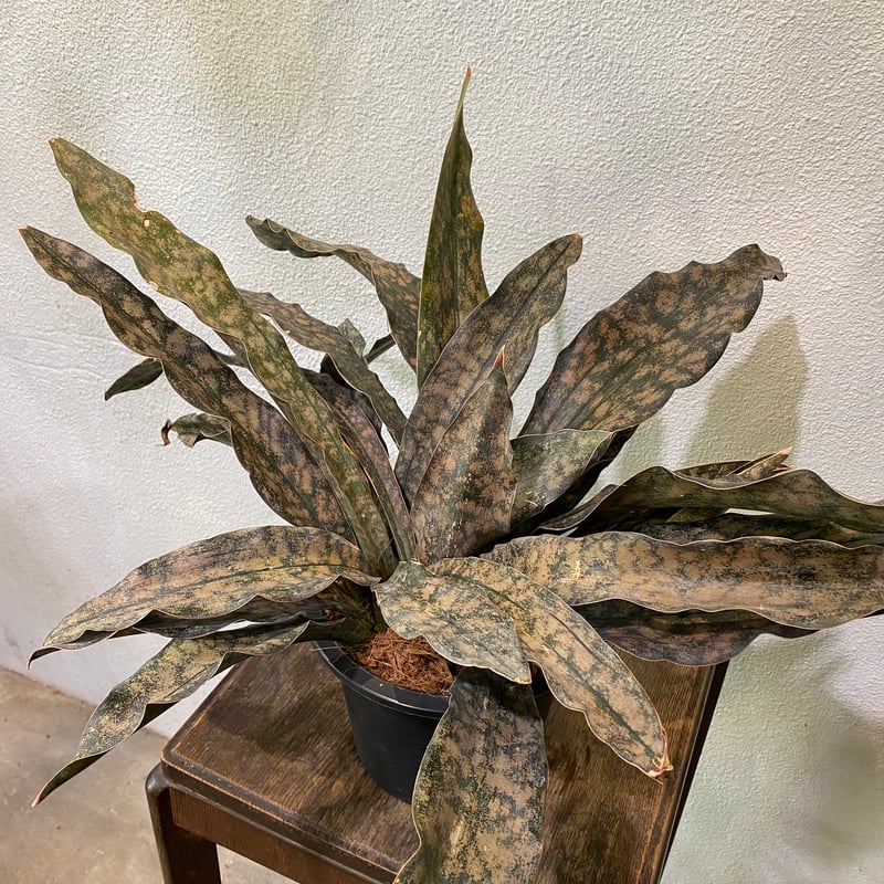 サンスベリア キルキープルクラ　希少大株！送料別です！ サンスベリア・キルキーブラウン | greencoast plants