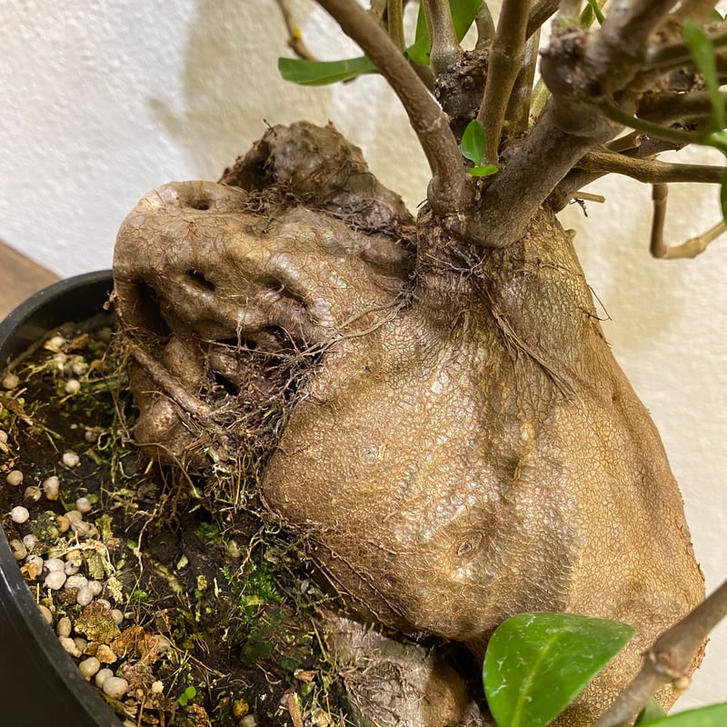ヒドノフィツム・フォルミカルム -蟻の巣玉- | greencoast plants