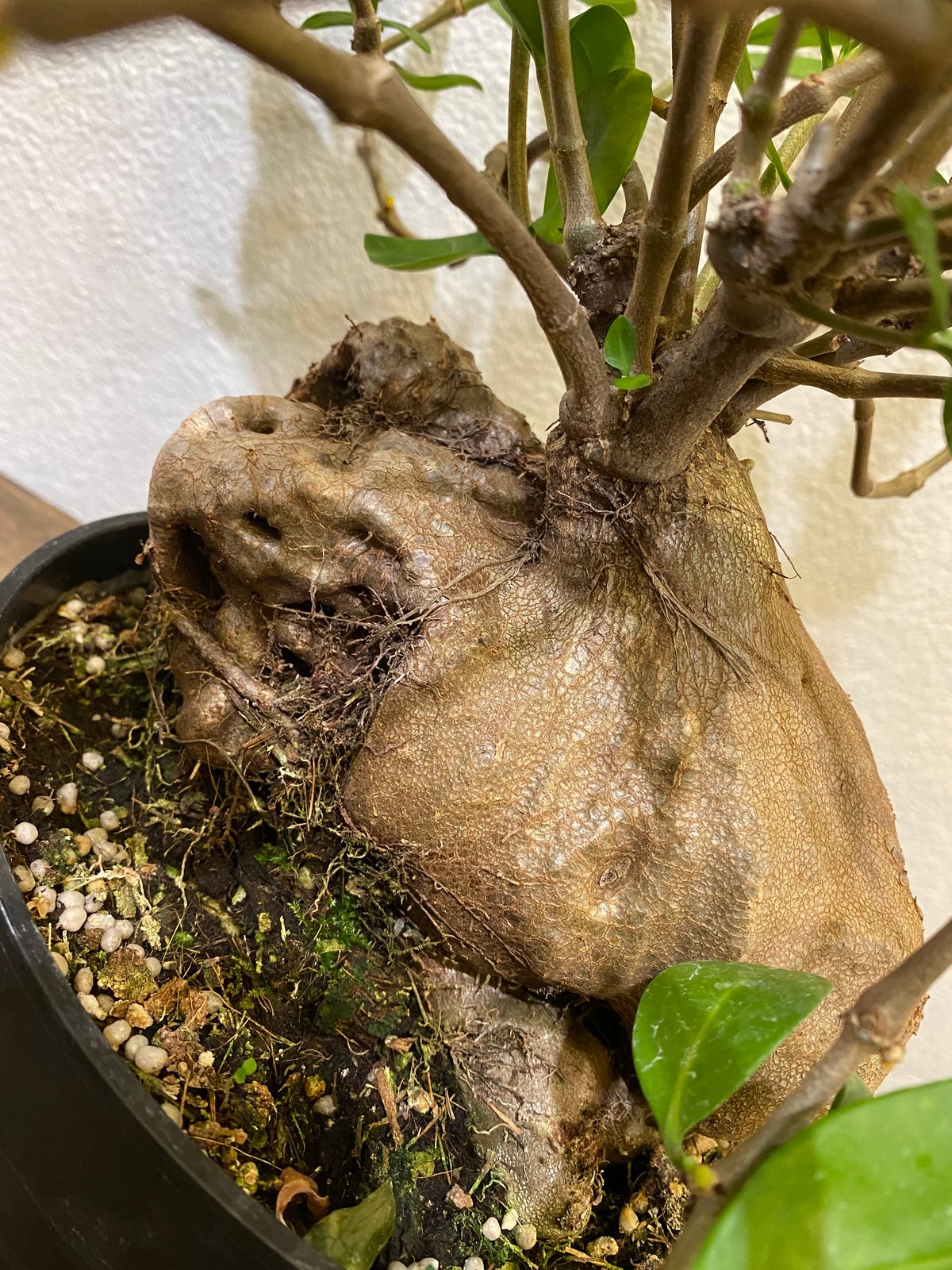 ヒドノフィツムフォルミカルム アリ植物(蟻の巣玉) ヒドノフィツムフォルミカルム アリ植物(蟻の巣玉)