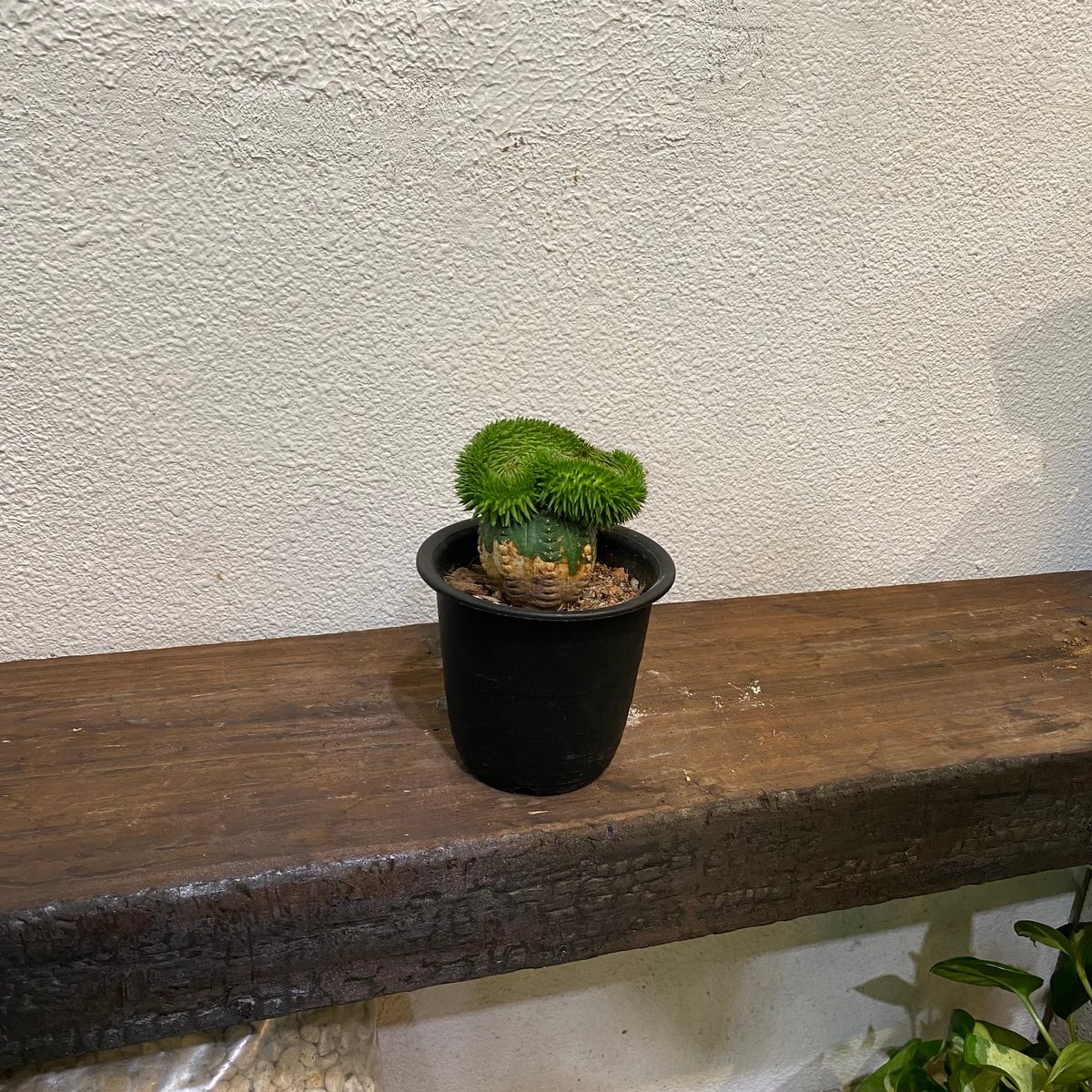 スザンナエ 綴化 接ぎ木 | greencoast plants