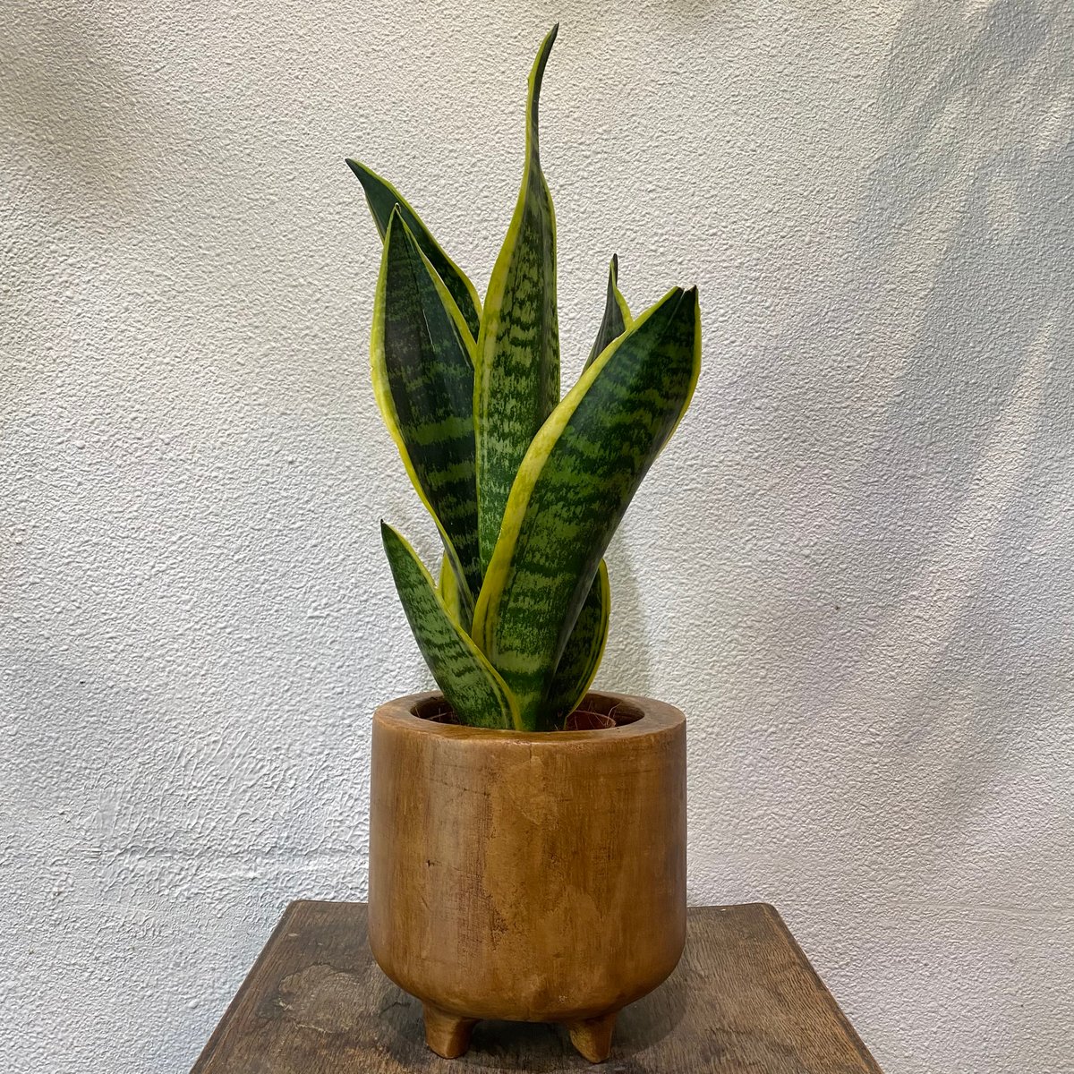 サンスベリア | greencoast plants