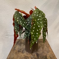 フペルジア・カリナータ | greencoast plants