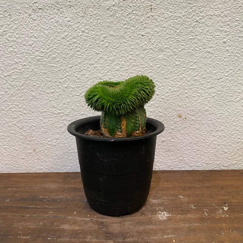 ユーフォルビアスザンナエ　綴化 接木 スザンナエ 綴化 接ぎ木 | greencoast plants