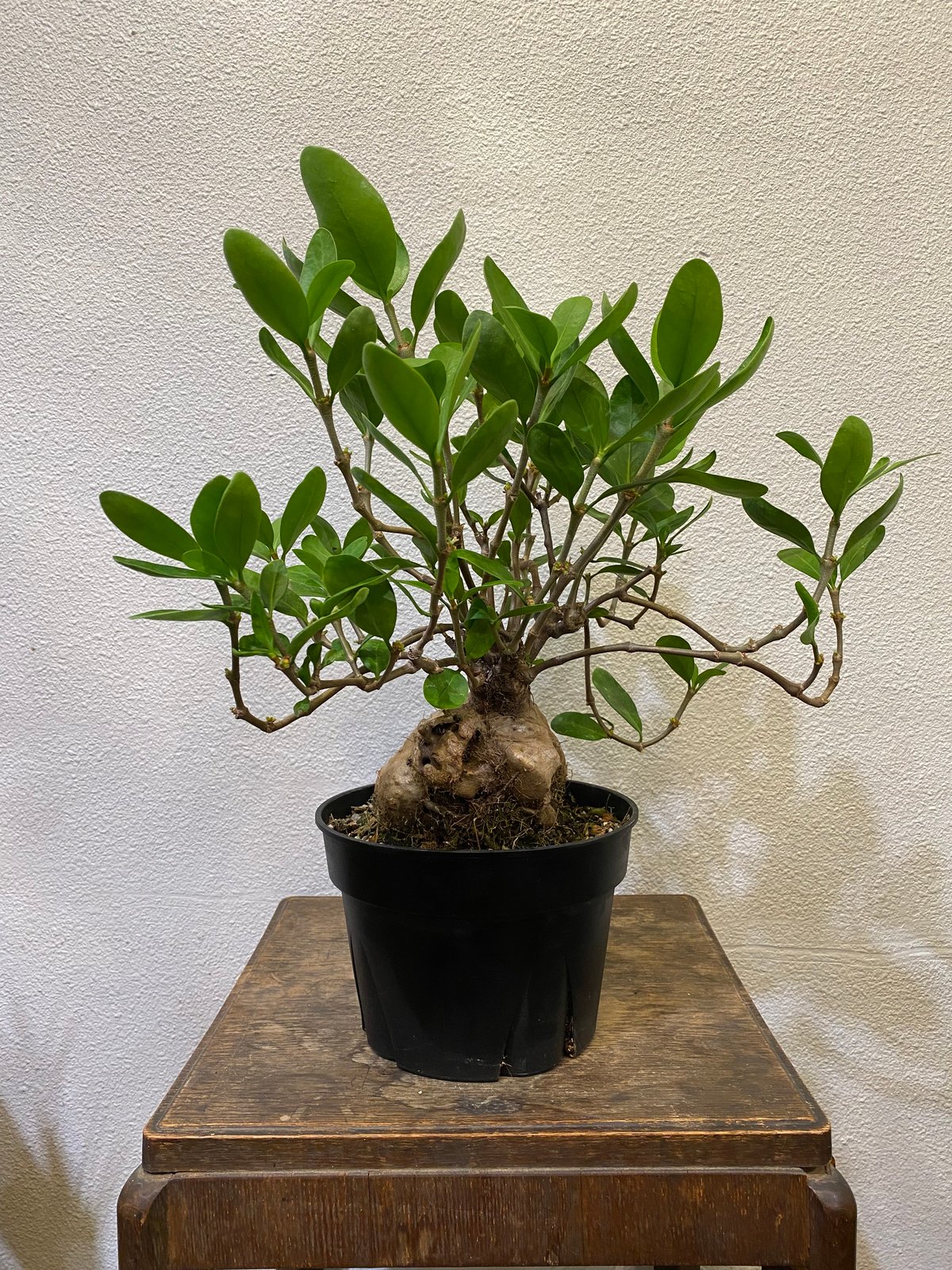 ヒドノフィツム・フォルミカルム -蟻の巣玉- | greencoast plants