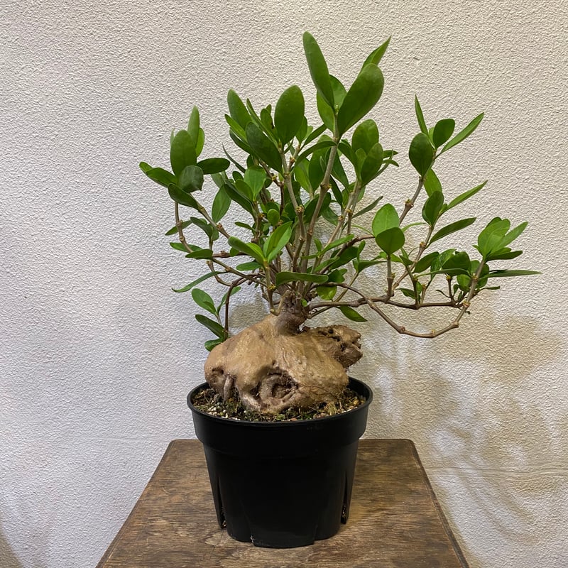 ヒドノフィツムフォルミカルム アリ植物(蟻の巣玉) ヒドノフィツムフォルミカルム アリ植物(蟻の巣玉)