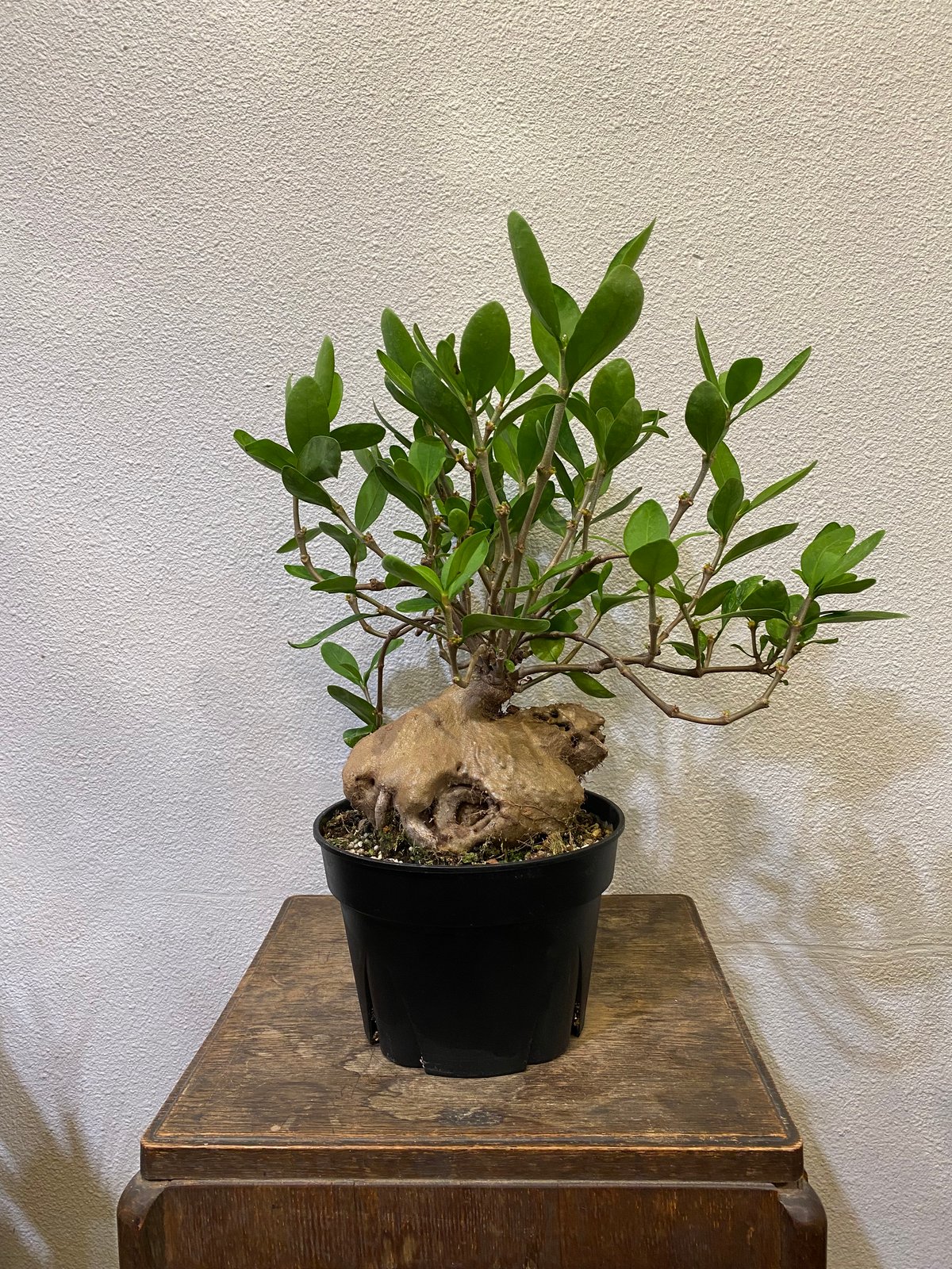 ヒドノフィツム・フォルミカルム -蟻の巣玉- | greencoast plants