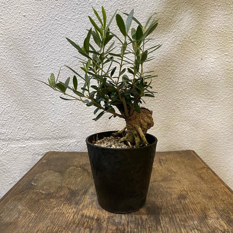 オリーブ盆栽「BON」③ | greencoast plants