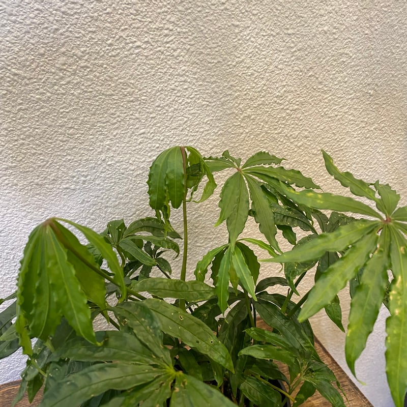 アンスリウム・ポリスキスツム・ツイード | greencoast plants