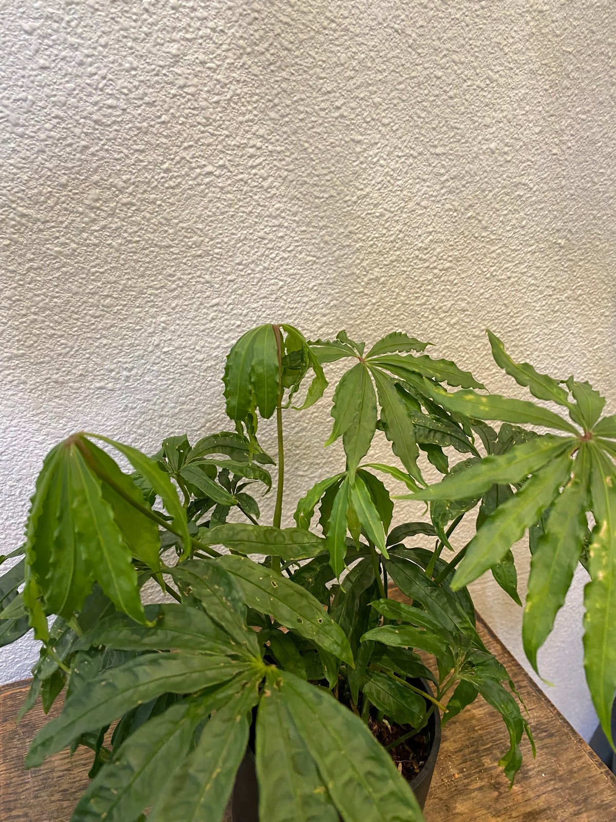アンスリウム・ポリスキスツム・ツイード | greencoast plants