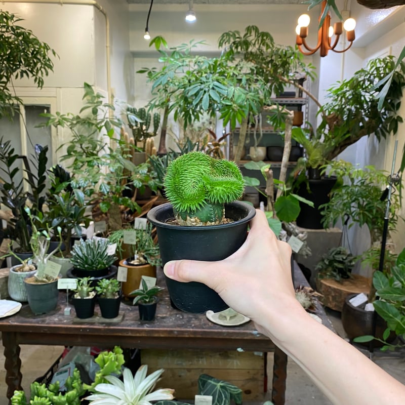 スザンナエ 綴化 接ぎ木 | greencoast plants