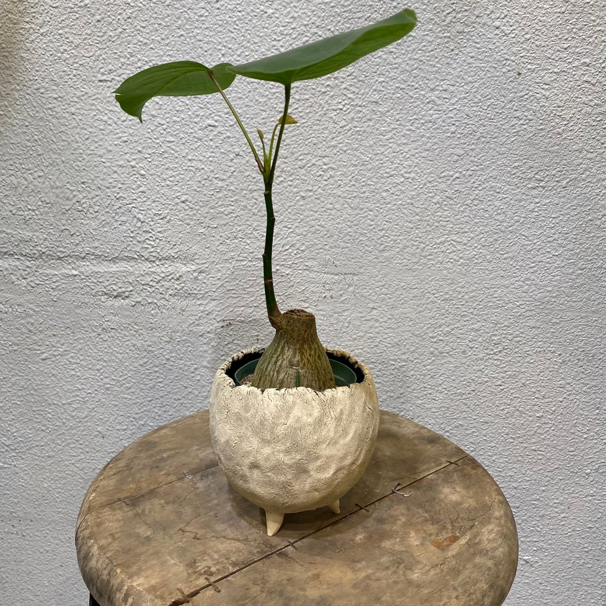 プセウドボンバックス・エリプチカム プセウド・ボンバックス・エリプチクム | greencoast plants