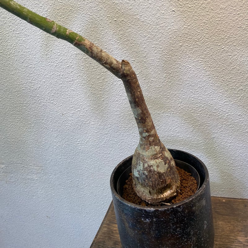 塊根風パキラ | greencoast plants