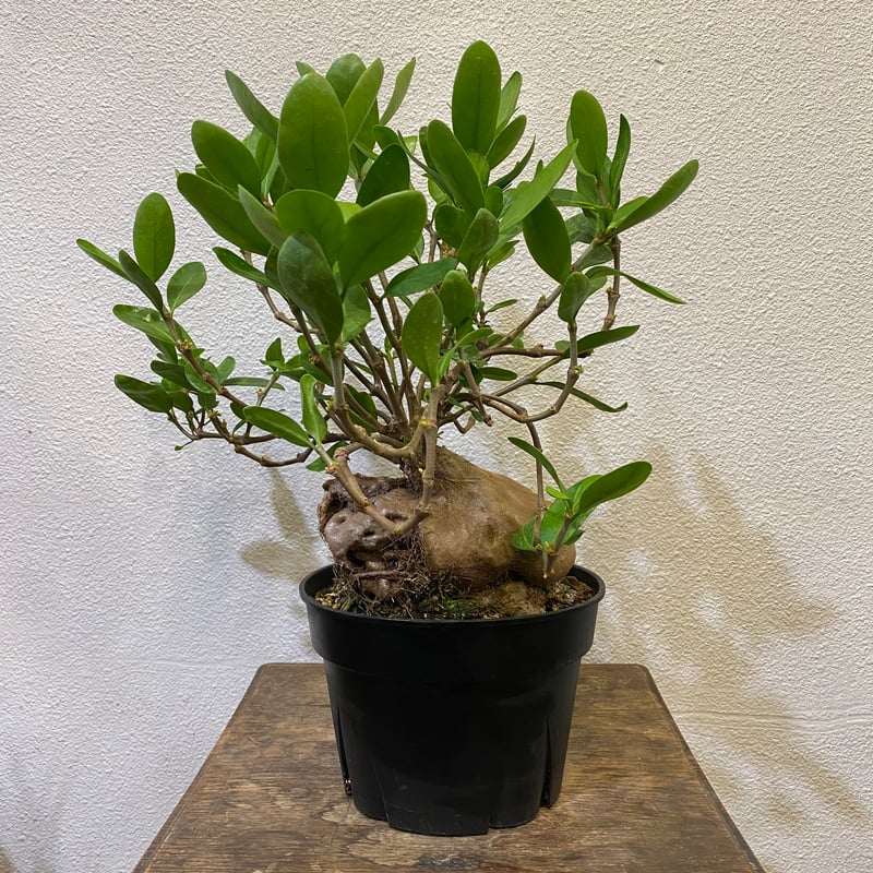 ヒドノフィツムフォルミカルム アリ植物(蟻の巣玉) ヒドノフィツムフォルミカルム アリ植物(蟻の巣玉