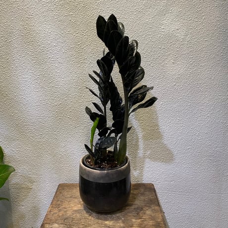 ❗️珍品 ❗️ザミオクルカス レイブン ブラック ピンク (斑入り)タイから直輸入 ❗️珍品 ❗️ザミオクルカス レイブン ブラック ピンク (斑入り)タイ