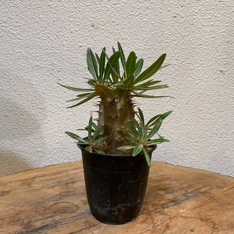 パキポディウムホロンベンセ | STORES