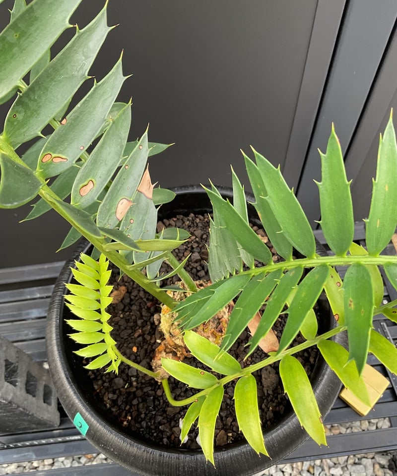 エンセファラルトス トリスピノーサス　南アフリカ産 エンセファラルトス トリスピノーサス 南アフリカ産