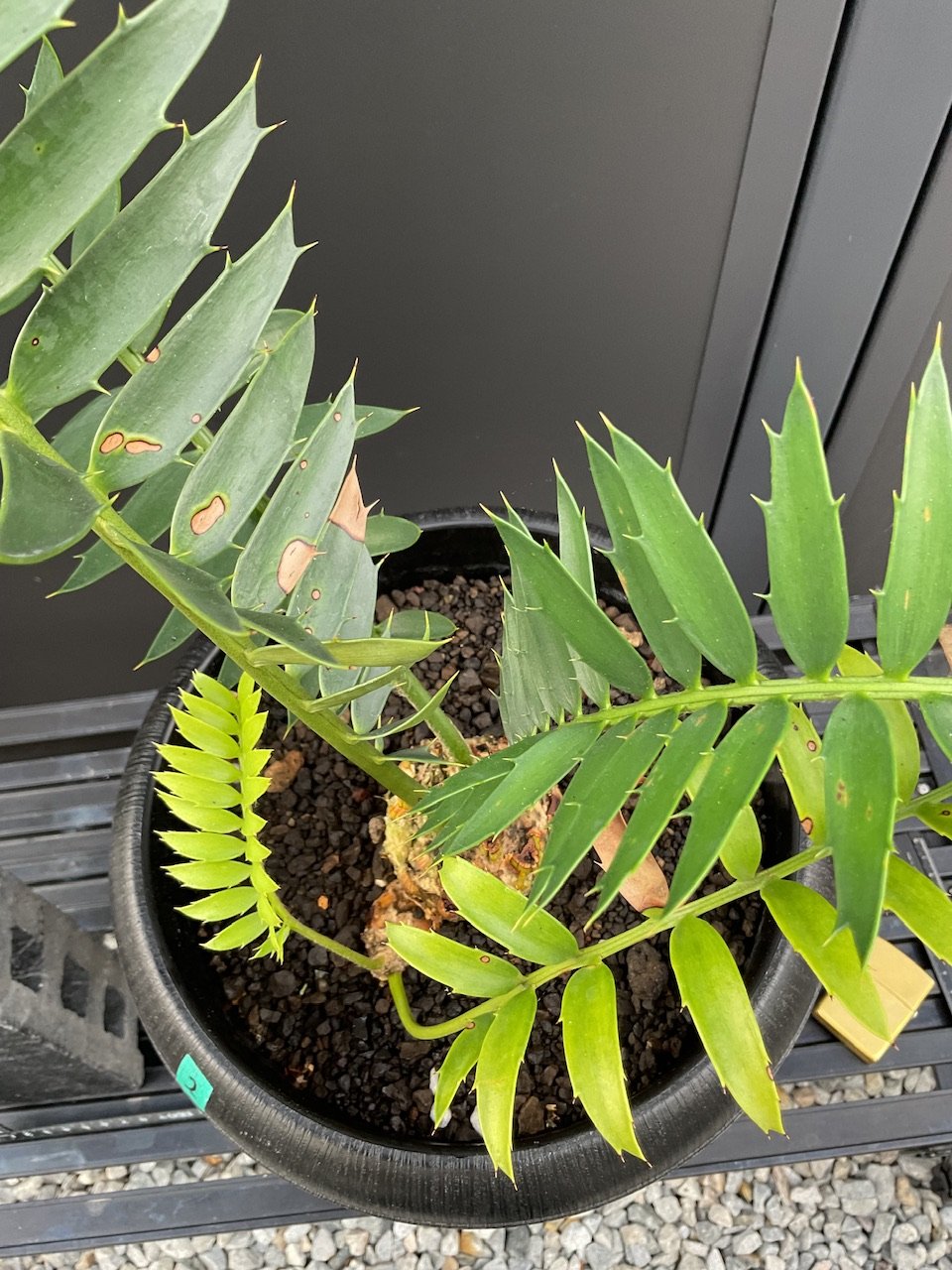 エンセファラルトス・トリスピノーサス ET-02 Encephalartos