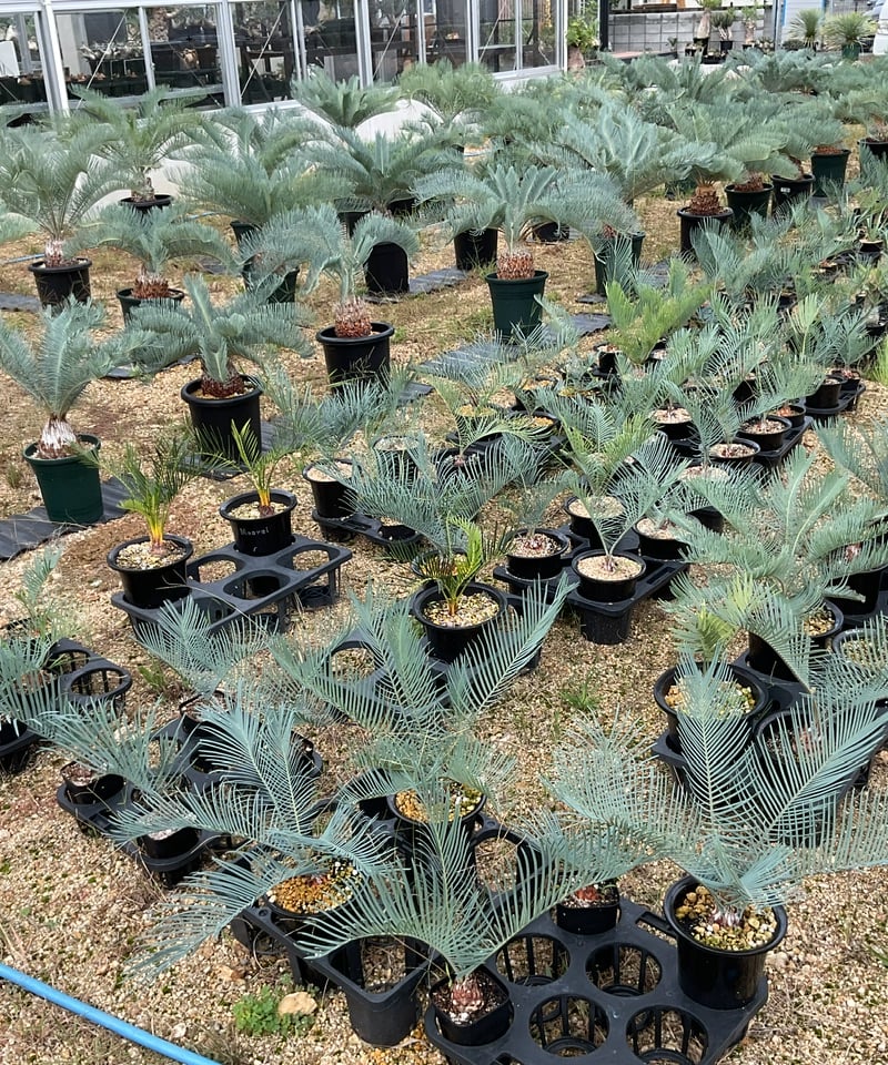 Cycas.cairnsiana サイカス・カイルンシアナ | Sun・Shepherd Cycas.cairnsiana サイカス・カイルンシアナ | Sun・Shepherd