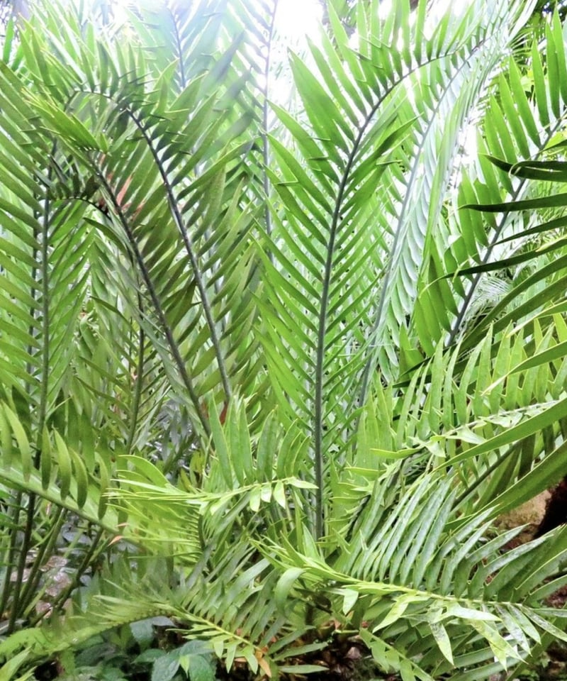 エンセファラルトス・トリスピノーサス ET-02 Encephalartos trispin