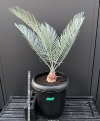 Cycas.cairnsiana サイカス・カイルンシアナ | Sun・Shepherd