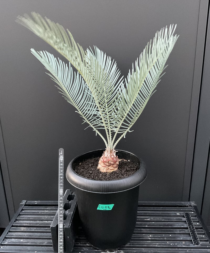 CATEGORY Cycas. Encephalartos蘇轍 | Sun・Shepherd