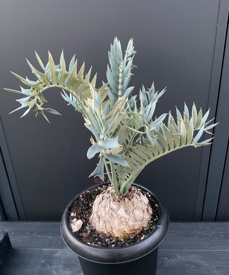 エンセファラルトス・ホリダス 08 Encephalartos horridus | Sun