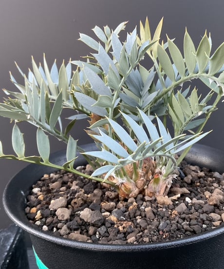エンセファラルトス・ホリダス　18 Encephalartos horridus  実生