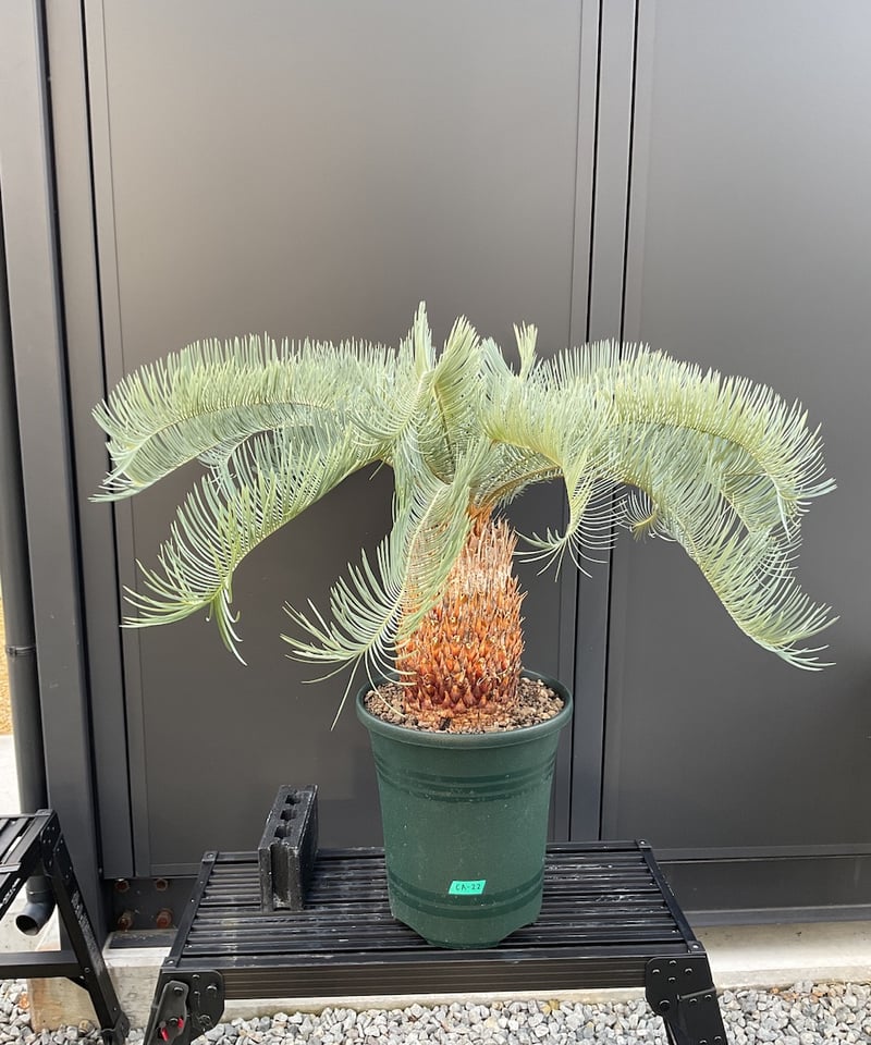 CATEGORY Cycas. Encephalartos蘇轍 | Sun・Shepherd